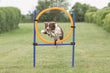 Agility Hoppring Plast 78 x 65 x 115 cm