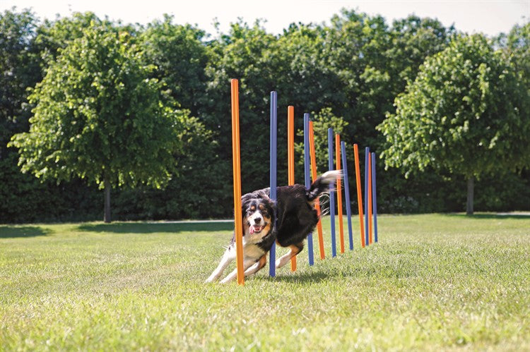 Agility 12 st Slalompinnar Plast 115 cm